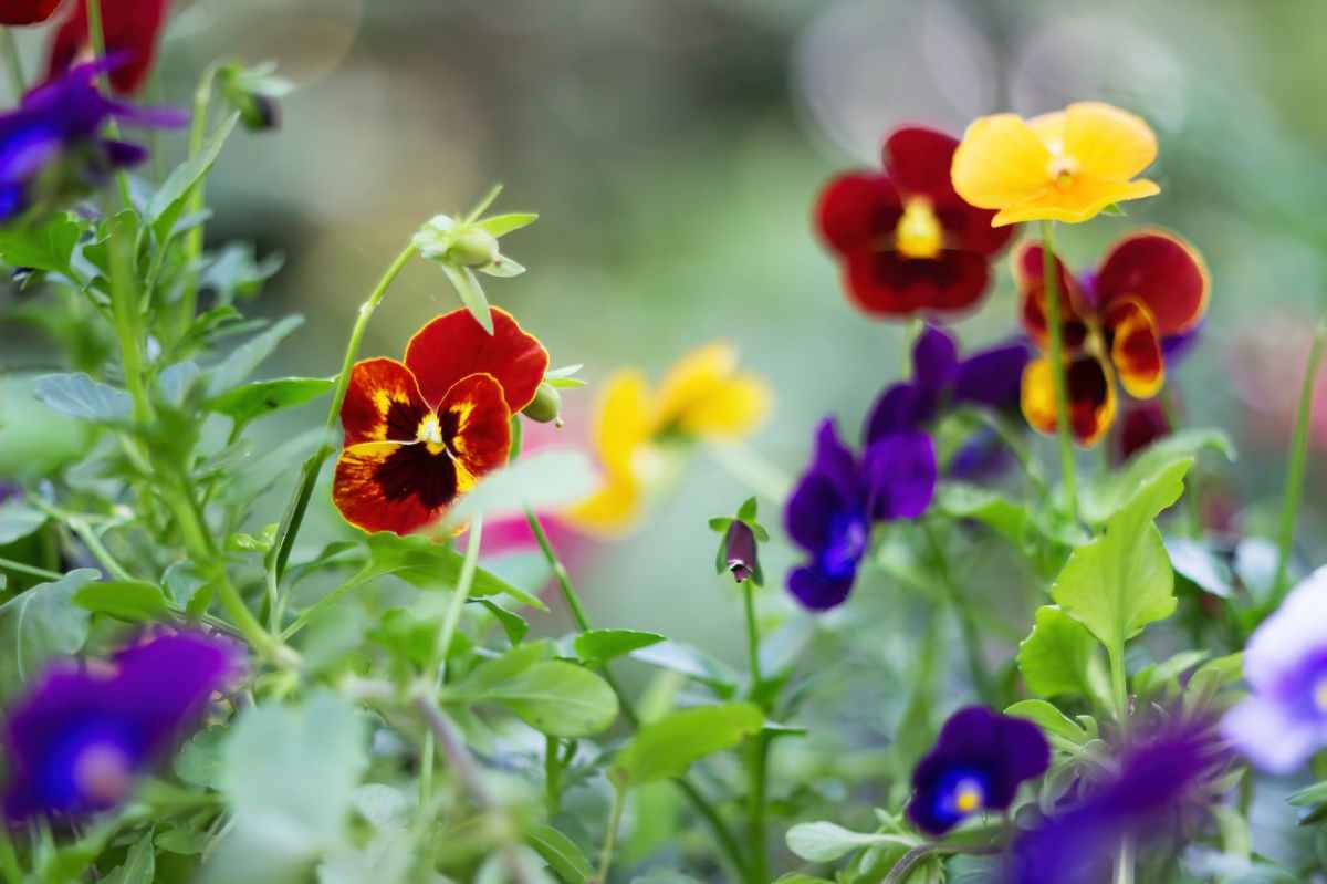 Mr. Vance’s Pansies